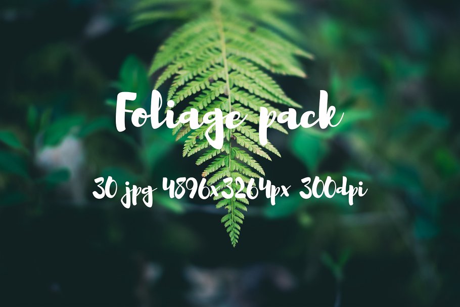 高清蕨类植物照片素材 Foliage Photo Pack插图(6)
