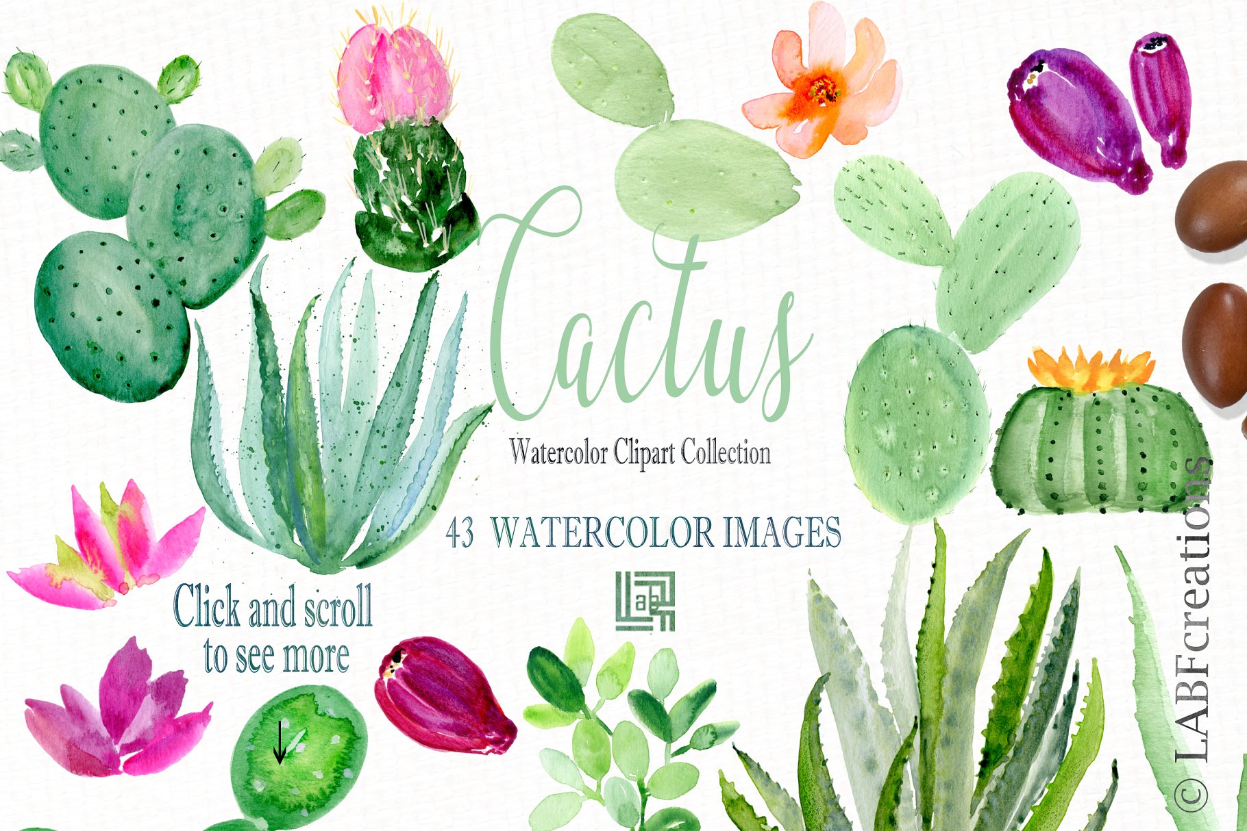 仙人掌水彩剪贴画合集 Cactus watercolr clipart collection插图5