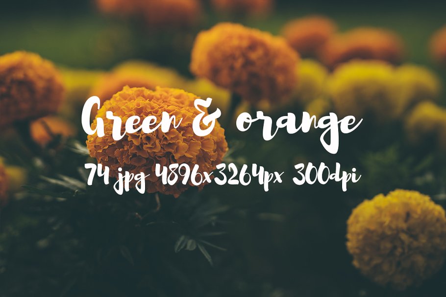 橙黄色花卉高清照片素材 Green and orange photo bundle插图12