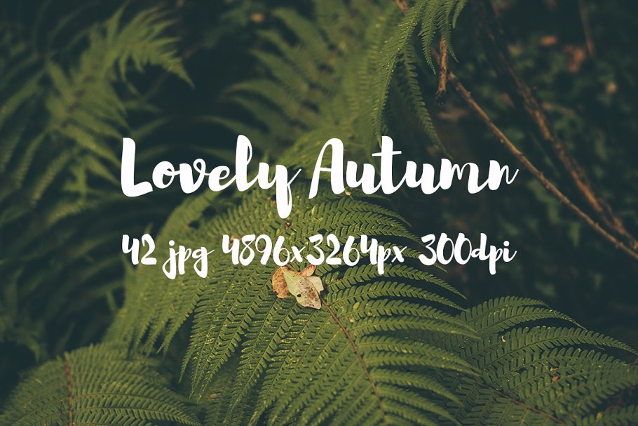 可爱秋天主题高清照片素材 Lovely autumn photo bundle插图3