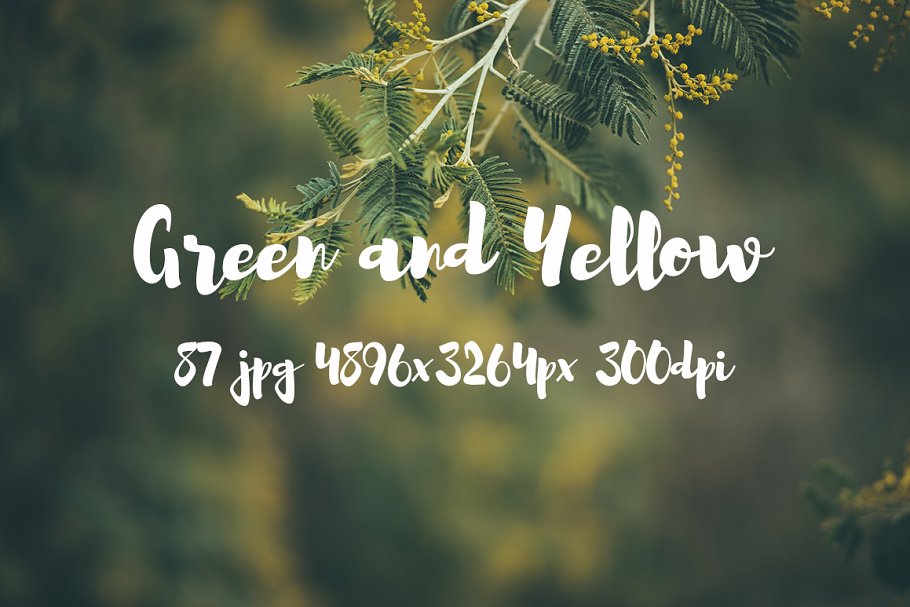 绿色和黄色植物花卉摄影照片集 Green and yellow photo pack插图18