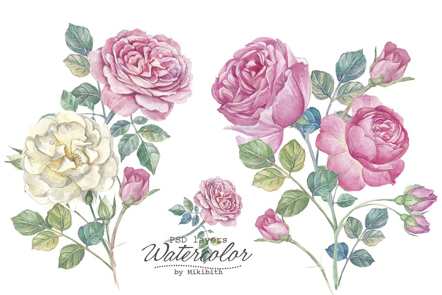手绘水彩英国玫瑰花卉插画 Hand drawn watercolor english roses插图3