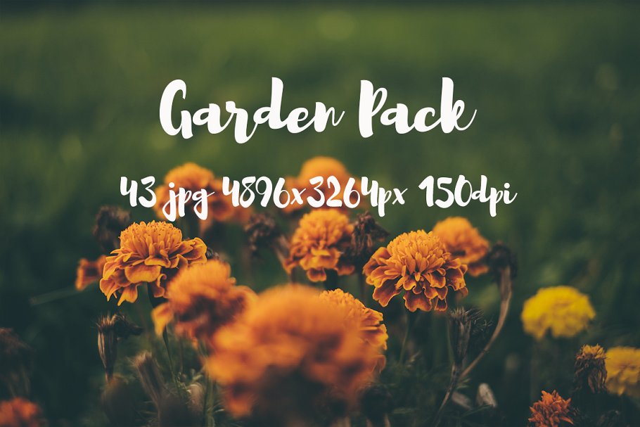 花园植物花卉高清照片合集 Garden photo Pack插图8