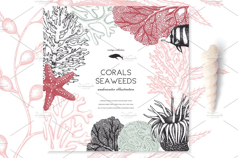 海藻珊瑚矢量插画合集 Vector Seaweeds & Corals Set插图3