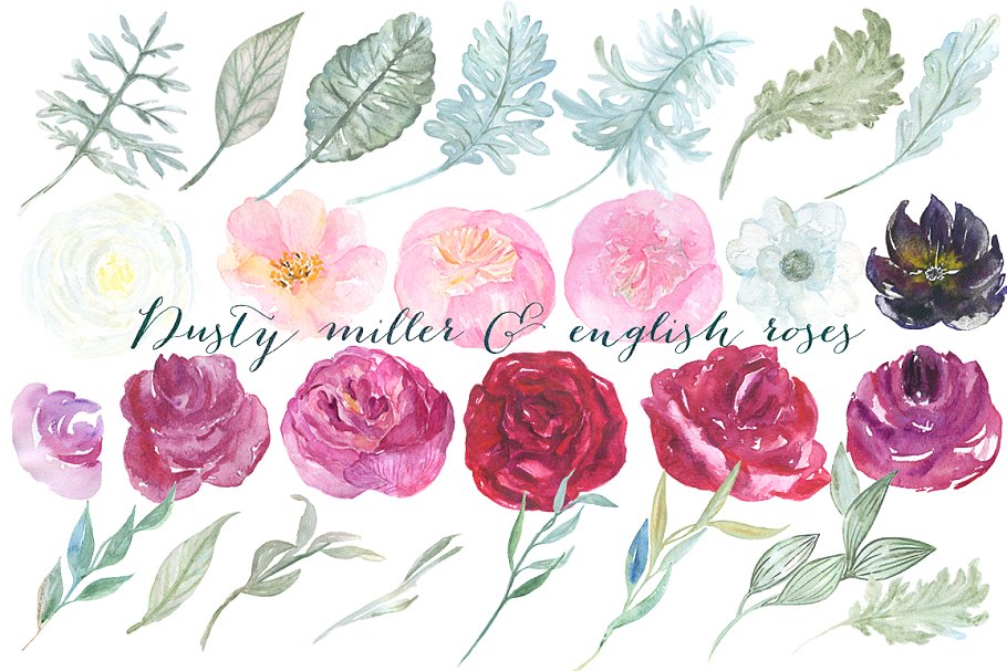 英国玫瑰花水彩剪贴画 Dusty miller & english roses clipart插图(7)