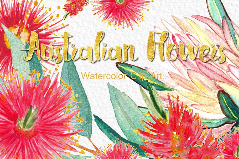 澳大利亚水彩花卉插画 Australian flowers watercolors插图