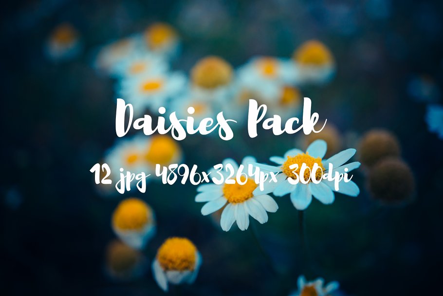 野花花卉特写镜头高清照片素材 Daisies Pack photo pack插图(2)