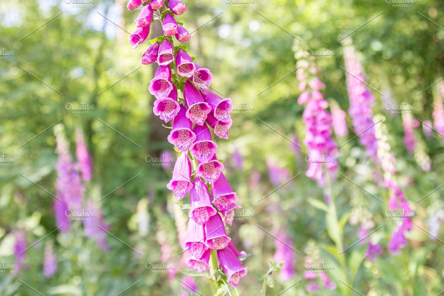 风铃草花卉高清照片合集 Bellflower – Flower Bundle!插图(4)