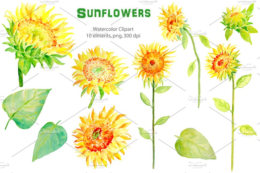 水彩向日葵剪贴画 Watercolor Clipart – Sunflowers插图