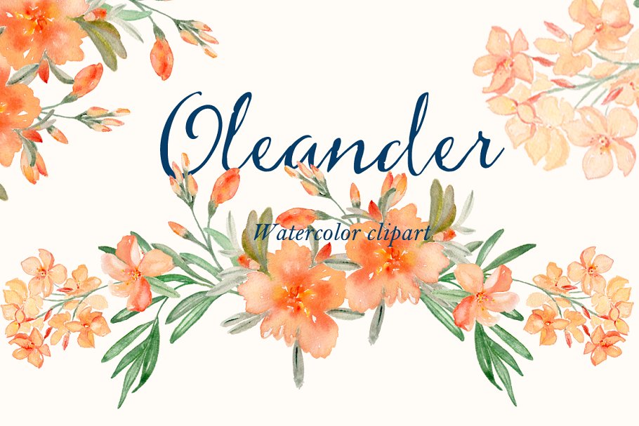 水彩夹竹桃花卉剪贴板 Peach Oleander. watercolor插图1
