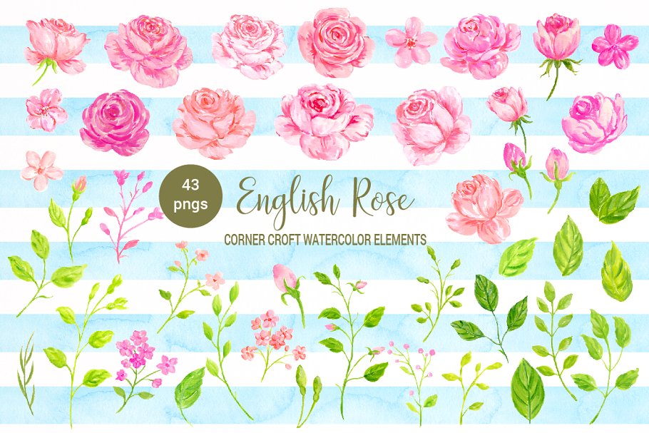 美丽浪漫的英国传统玫瑰剪贴画合集 Watercolor English Rose Clipart插图(1)