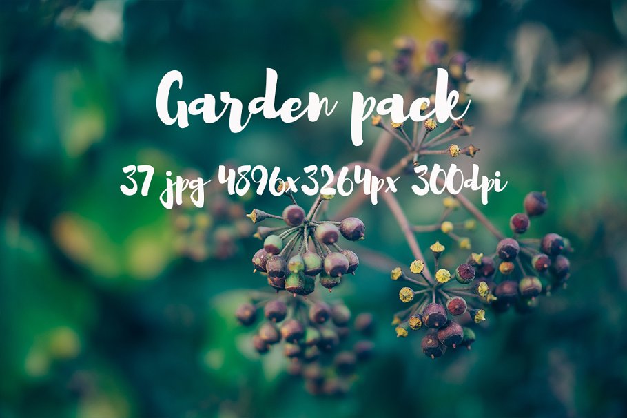 花园花卉植物高清照片素材 Garden photo Pack III插图19