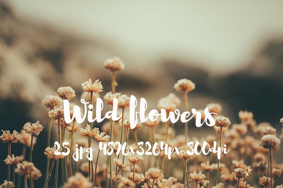 野外花卉特写镜头高清照片 II Wild Flowers II photo pack插图(11)