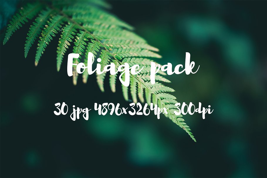 高清蕨类植物照片素材 Foliage Photo Pack插图(1)