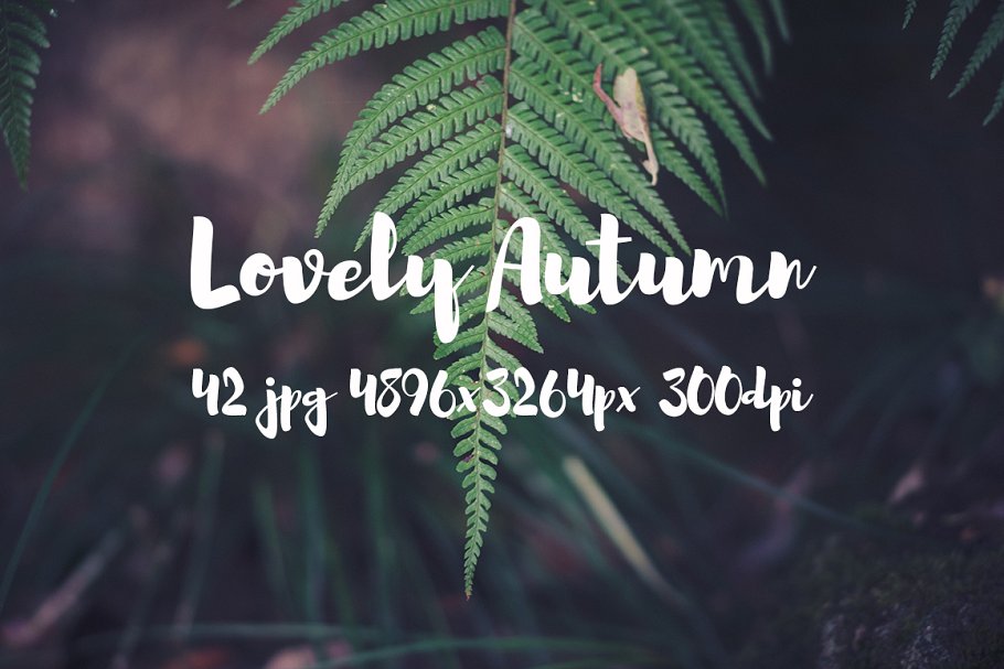 可爱秋天主题高清照片素材 Lovely autumn photo bundle插图(11)