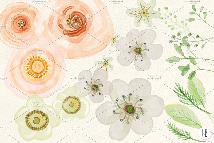 花卉，蔷薇，毛茛等水彩元素 Watercolor flowers, rose, ranunculus插图(1)