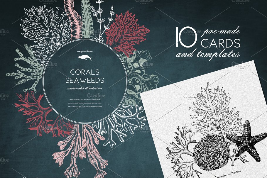 海藻珊瑚矢量插画合集 Vector Seaweeds & Corals Set插图5