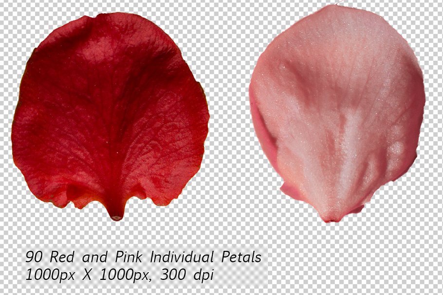 5K高清分辨率花瓣叠层覆盖层素材 5K Petals Overlays插图1
