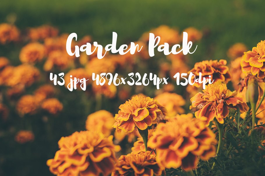 花园植物花卉高清照片合集 Garden photo Pack插图(1)