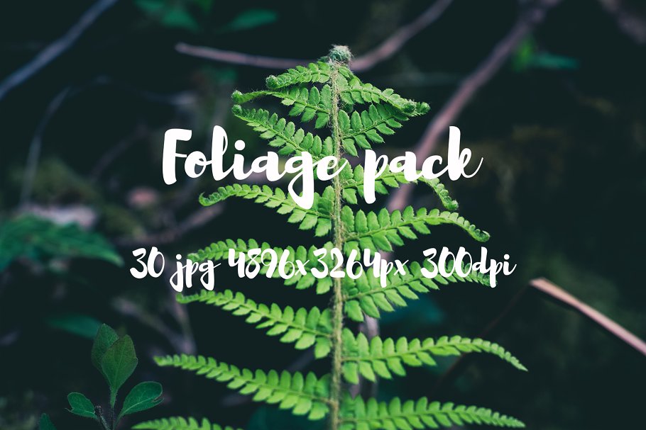 高清蕨类植物照片素材 Foliage Photo Pack插图(16)