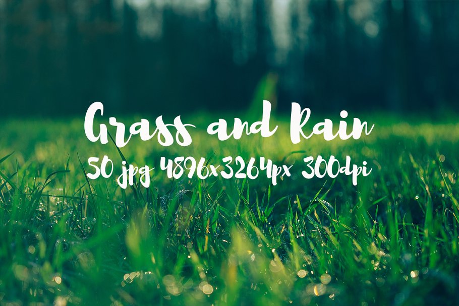 草与雨主题高清照片素材 Grass and rain photo pack插图(5)