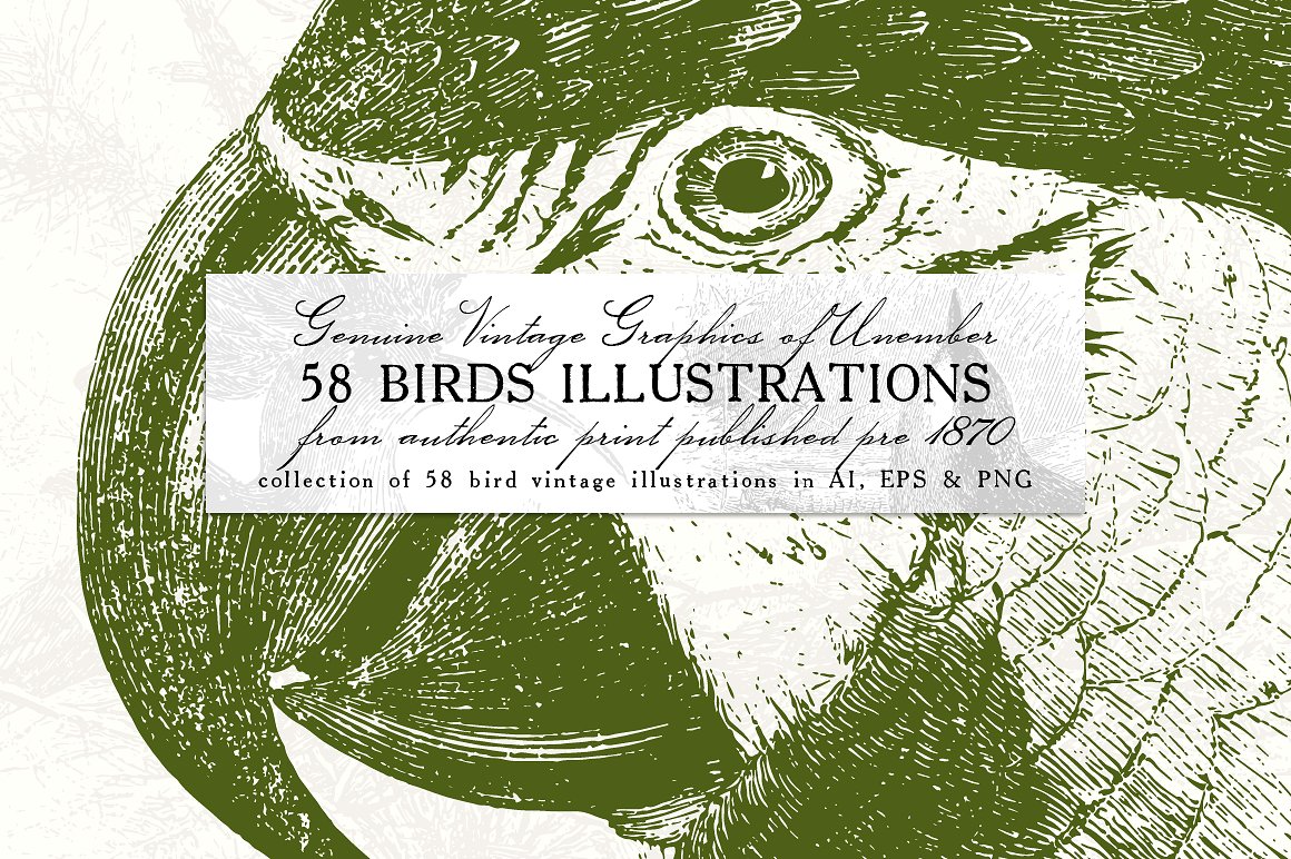 58款复古鸟类插画素材 58 Birds Illustrations插图
