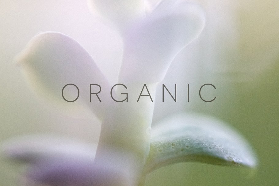 20张高清分辨率花卉植物特写镜头照片 Organic插图5