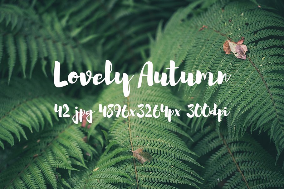 可爱秋天主题高清照片素材 Lovely autumn photo bundle插图