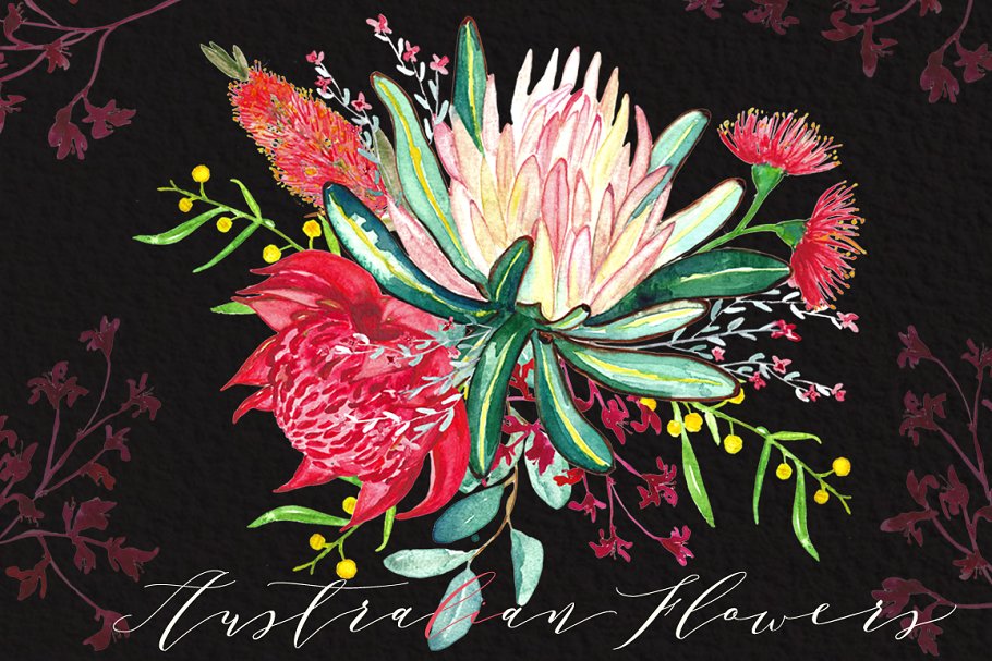 澳大利亚水彩花卉插画 Australian flowers watercolors插图2