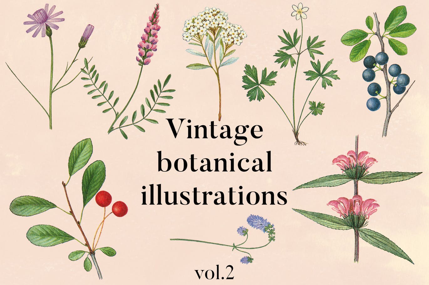 古籍书本植物手绘插画PNG素材v2 Vintage Botanical Illustrations Vol.2插图