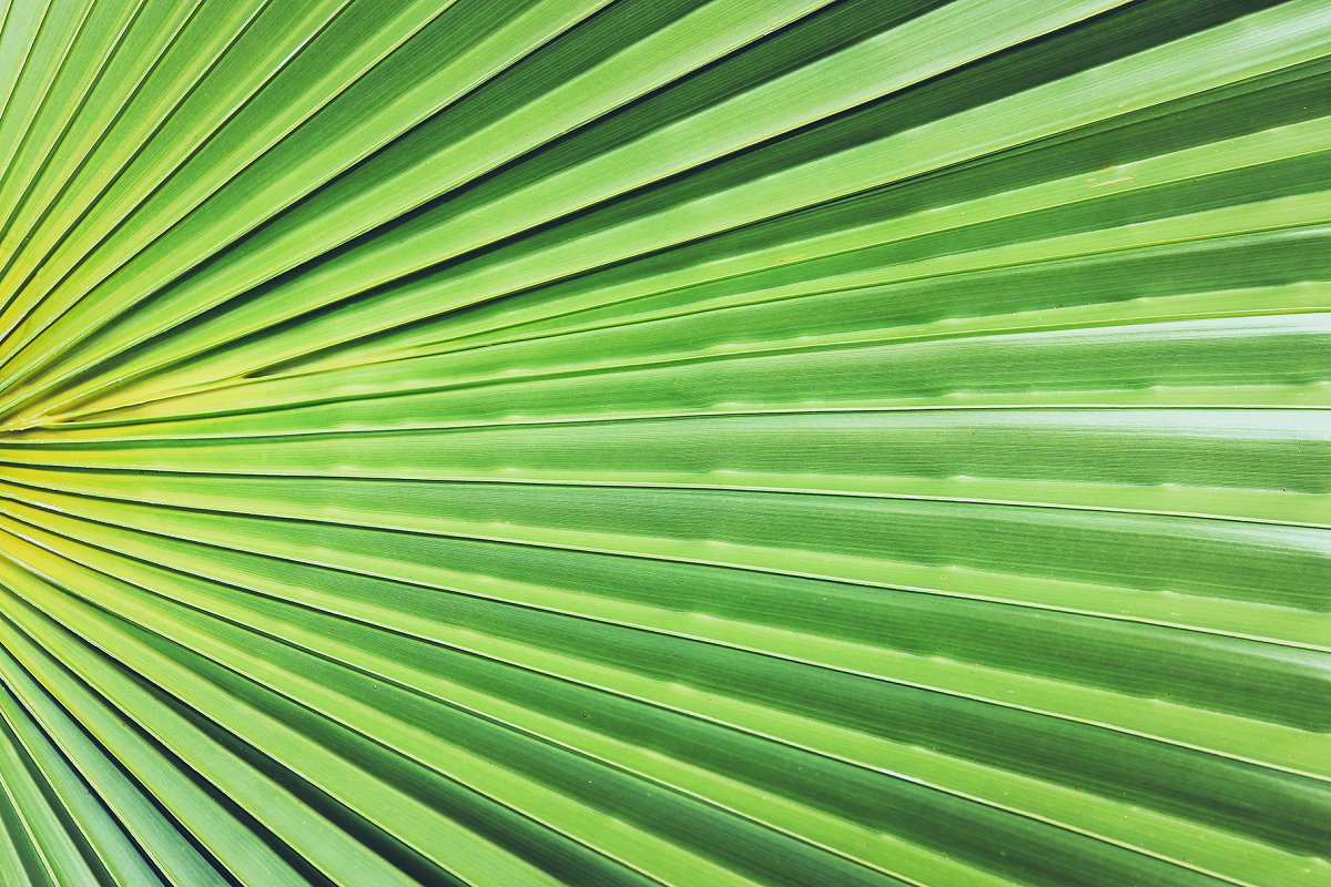 热带植物棕榈叶纹理背景插图8