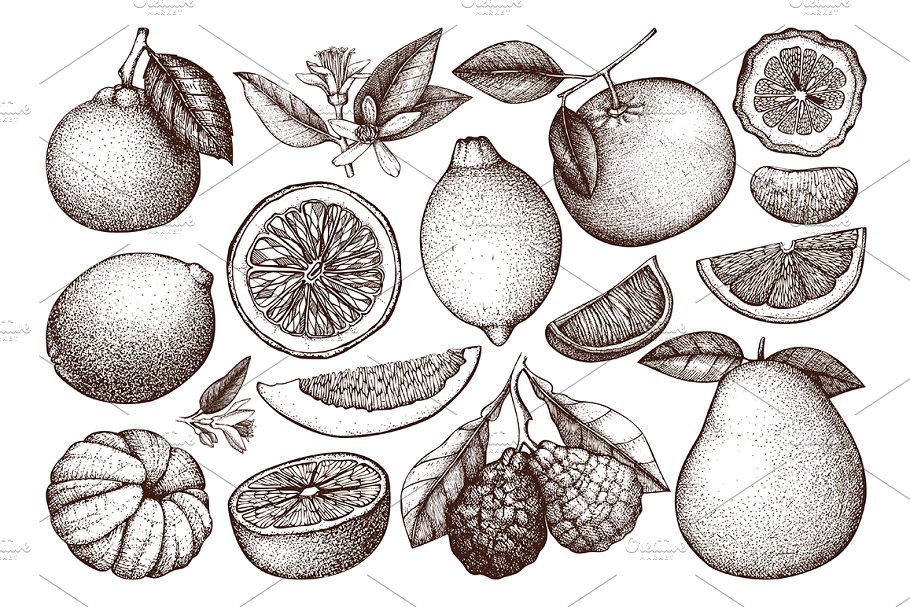 柑桔和植物矢量插画 Vector Citrus Fruits & Plants Set插图1