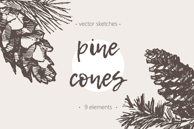 松树素描剪贴画 Sketches of pine cones插图