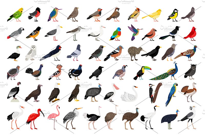海量各种鸟手绘矢量素材 Big set of Different Birds插图(1)