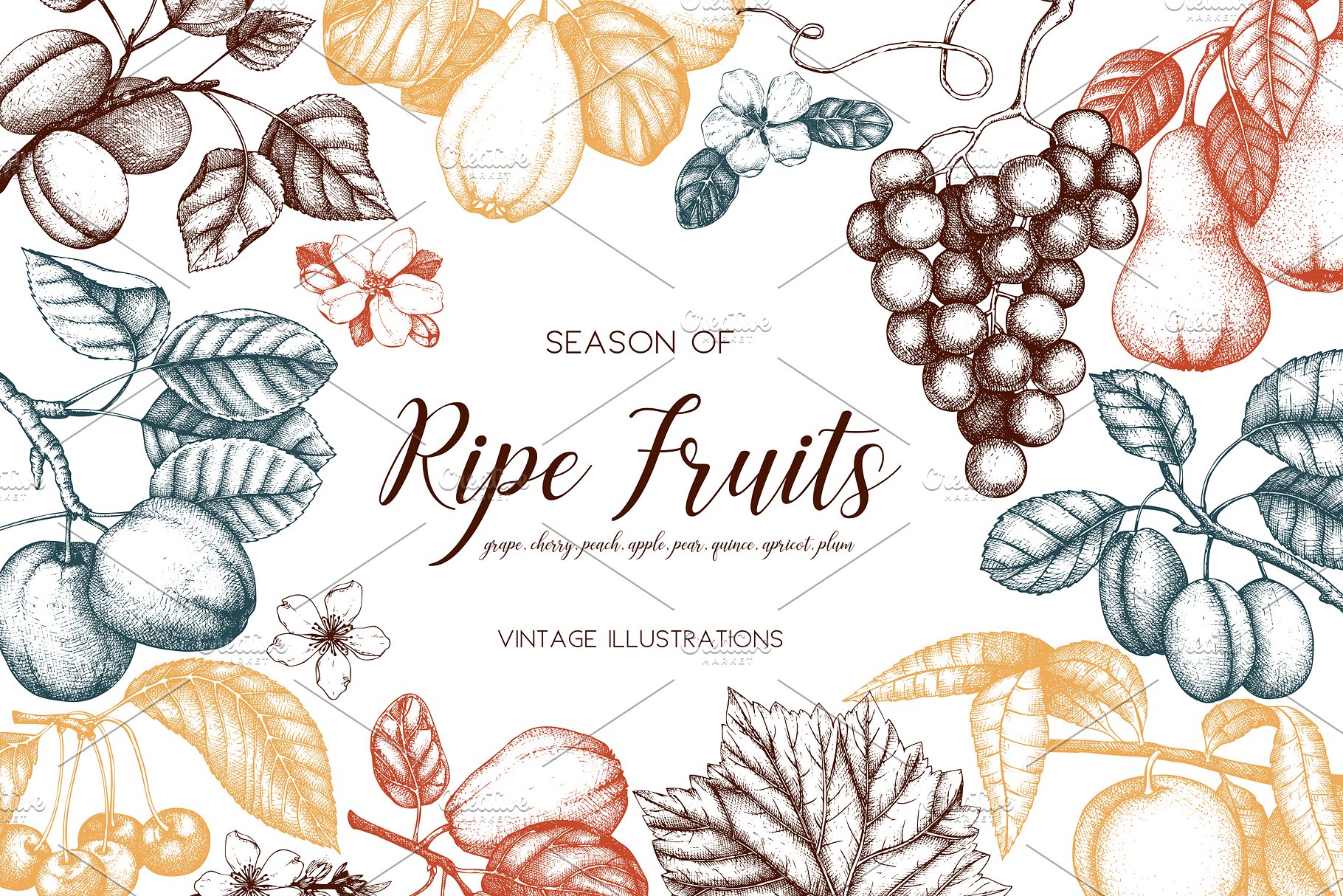 成熟水果矢量插图 Vector Ripe Fruits Illustrations插图