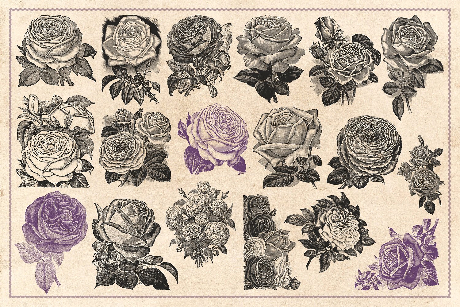 70款手绘怀旧风格的玫瑰花矢量素材下载[eps,png]插图(5)