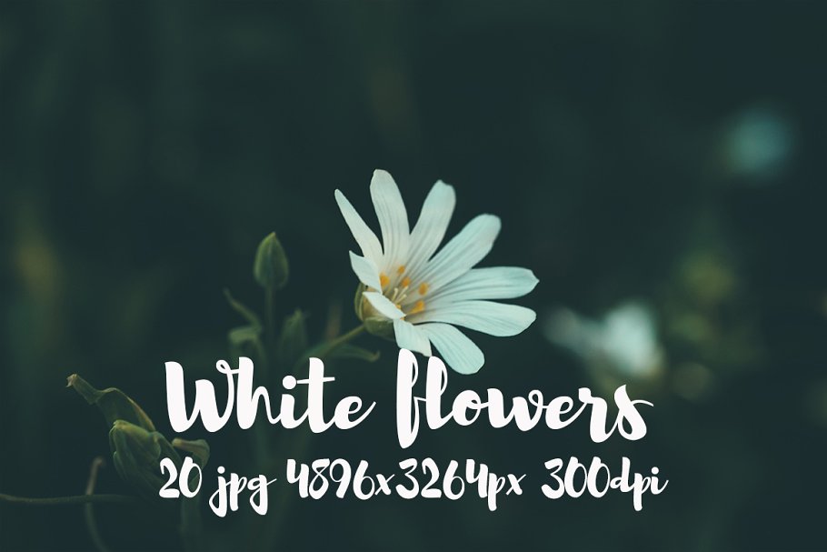 白色花卉高清照片素材合集 White flowers photo pack插图1