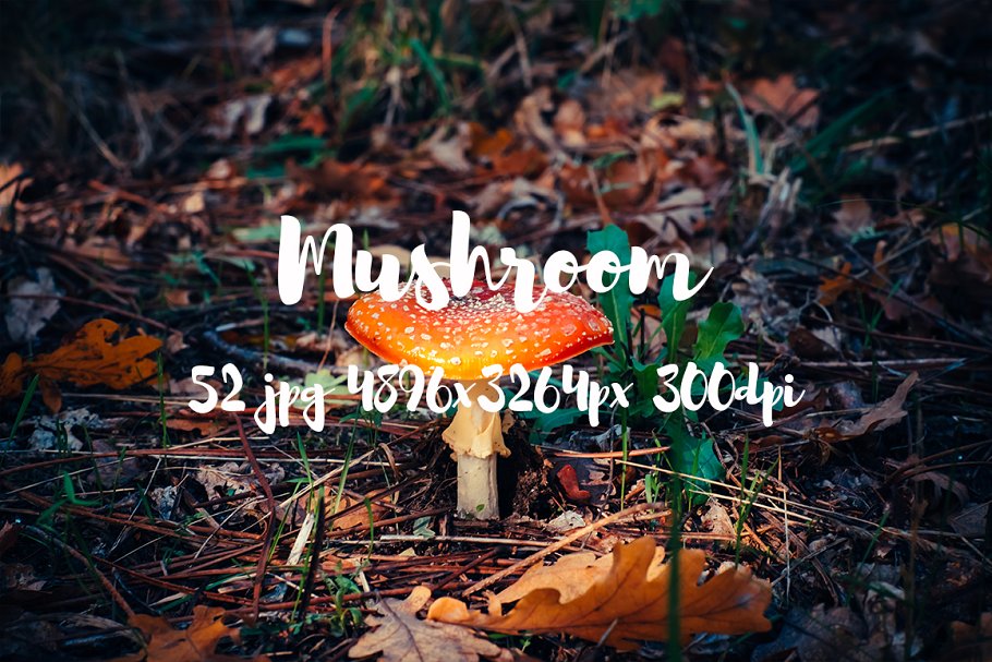 丛林野蘑菇高清照片素材II Mushrooms photo pack II插图(1)