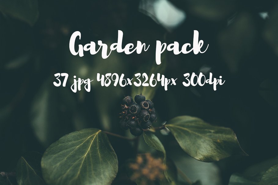 花园花卉植物高清照片素材 Garden photo Pack III插图7