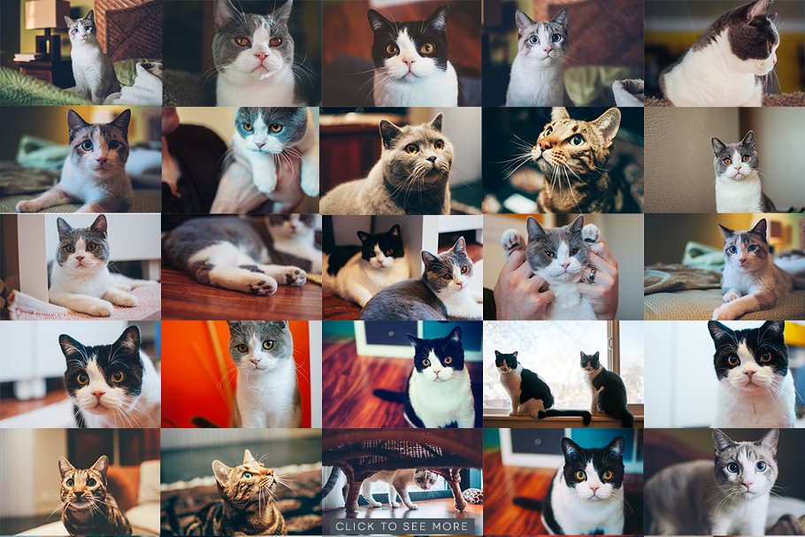 各种宠物猫特写镜头高清照片素材 Hipster Cats Photo Pack插图1