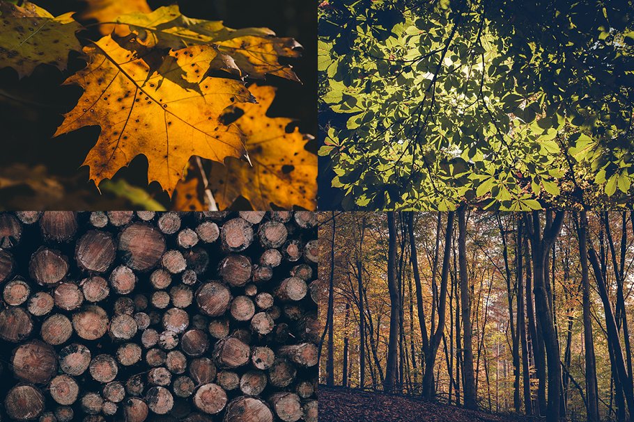 森林主题高清照片素材 IN THE FOREST (12 Premium Photos)插图(1)