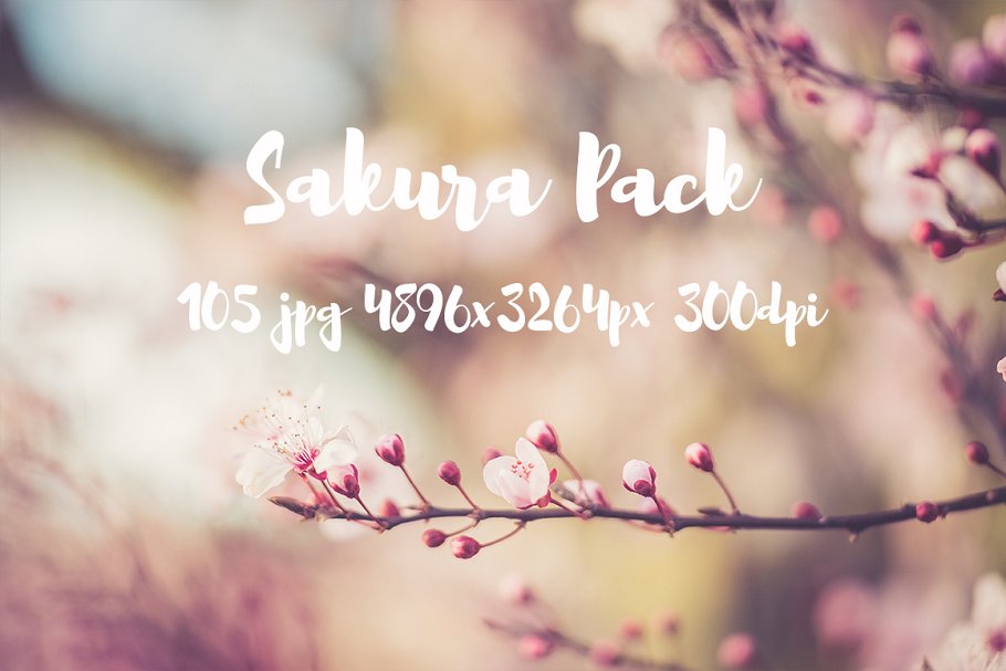 樱花特写高清照片合集 Sakura photo Pack插图15