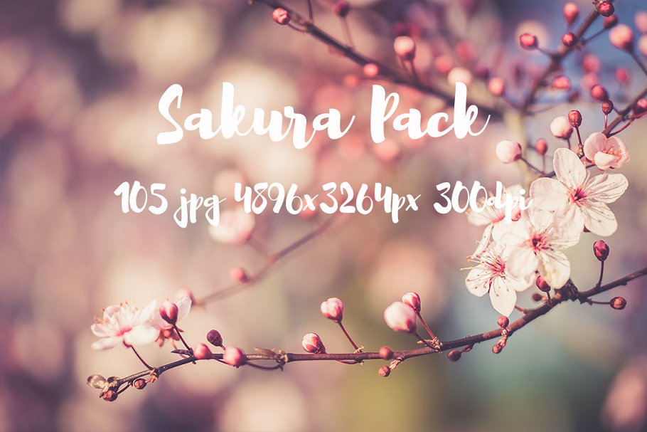 樱花特写高清照片合集 Sakura photo Pack插图18
