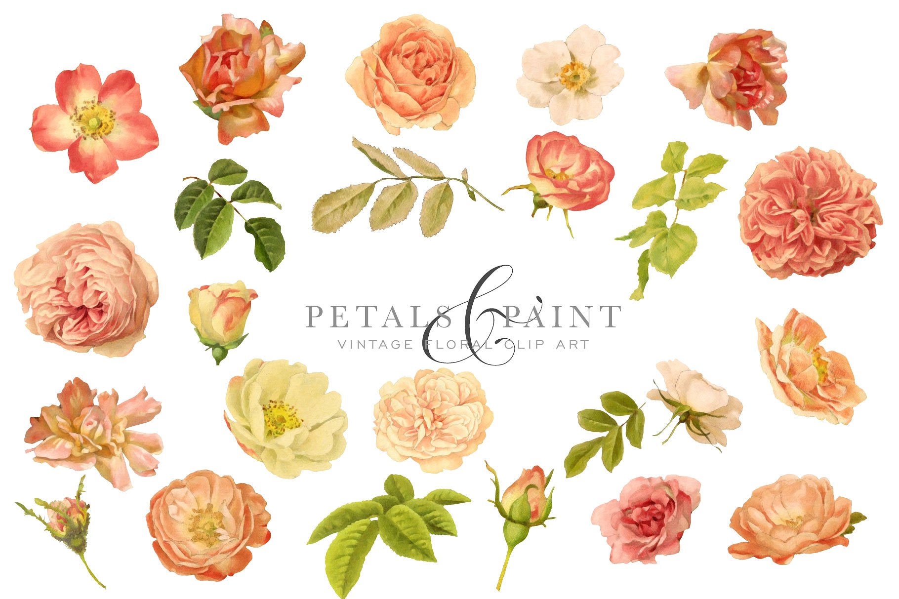复古油画质感花卉花瓣纹理 Petals & Paint – Floral Clip Art插图(2)