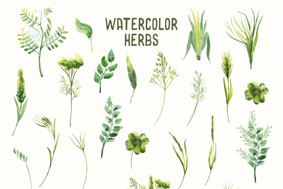 草本药草水彩插画素材 Watercolor Herbs Vol.2插图(3)