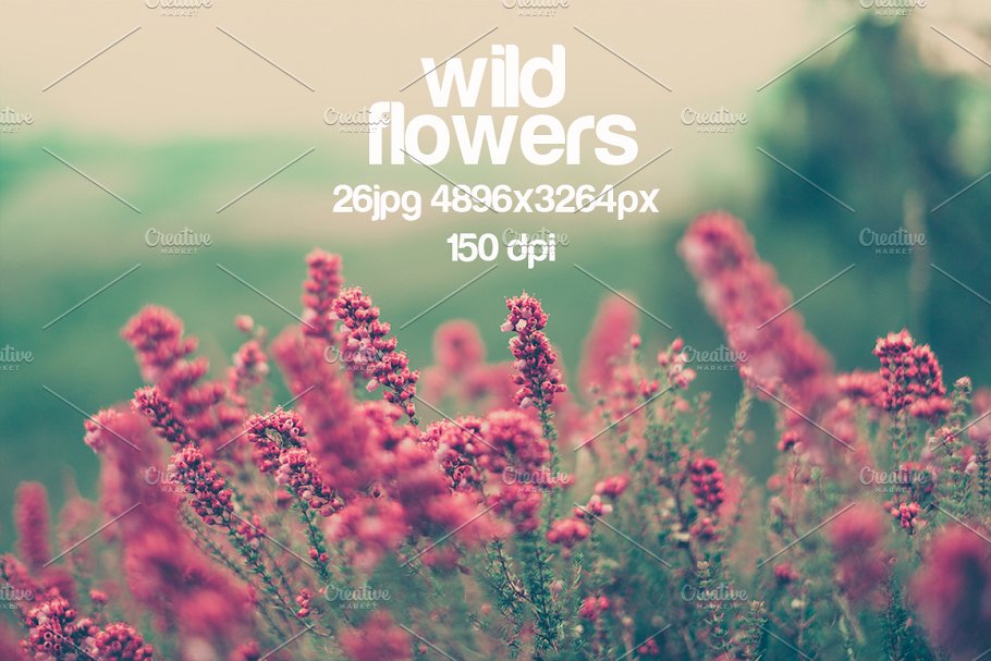 乡间野花高清照片素材 wild flowers photo pack插图