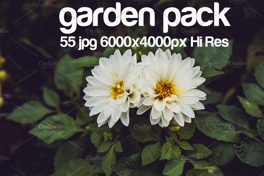 花园取景高清照片素材 garden park photo pack插图3