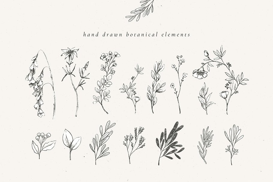 乡土气息植物、手绘字体&花卉字体 Botanical Illustrations & Monograms插图7