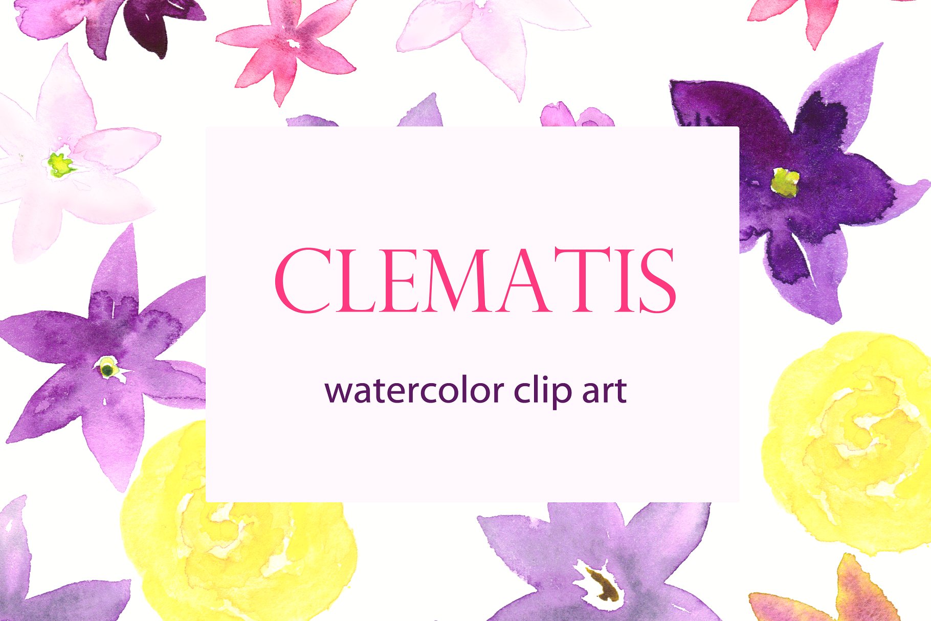 夏季手绘紫色水彩铁线莲剪贴画 Clematis Purple. Watercolor clipart插图