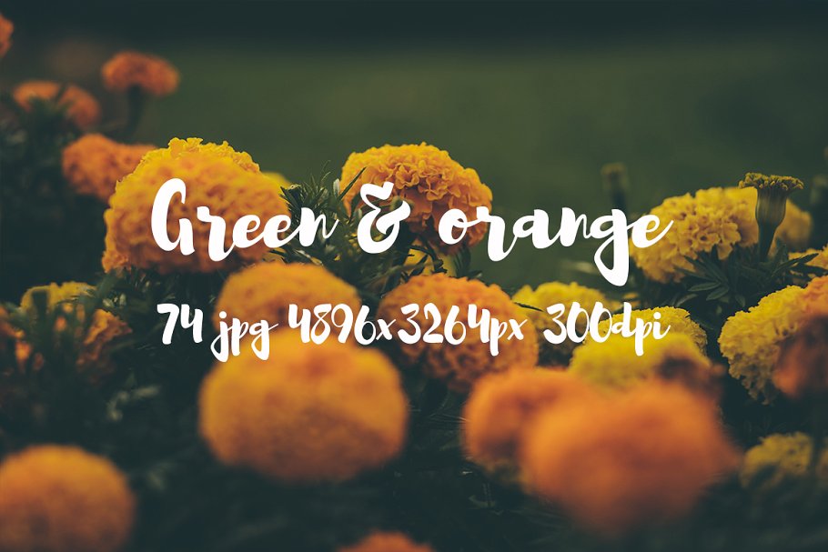橙黄色花卉高清照片素材 Green and orange photo bundle插图(16)